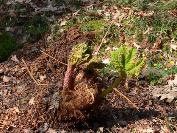 Bois des Moutiers (88) mars 2012
